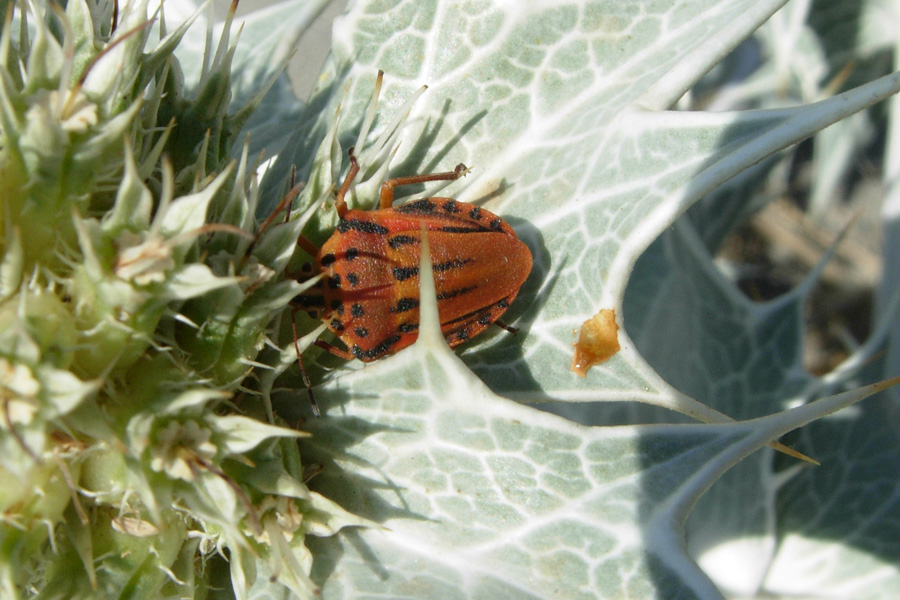 Da Creta: Graphosoma creticum (Heteroptera, Pentatomidae)